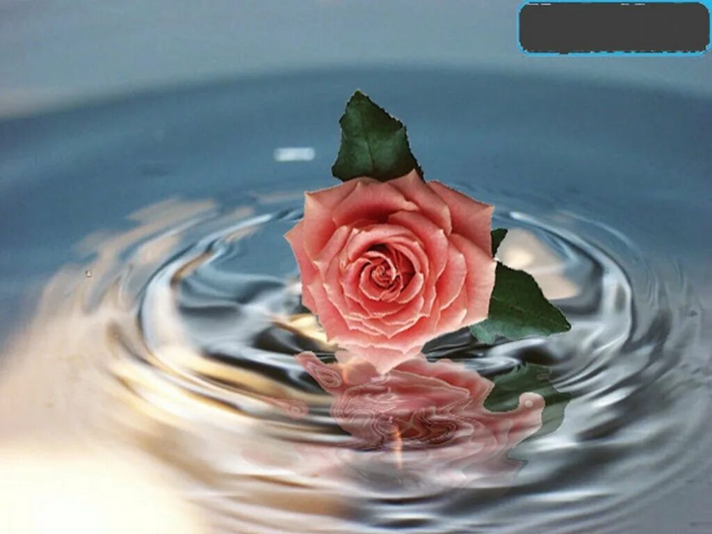 Розы в холодную воду или теплую. Красивый цветочек в воде. Красивые плавающие цветы. Цветы на фоне воды. Красивые цветы на воде.