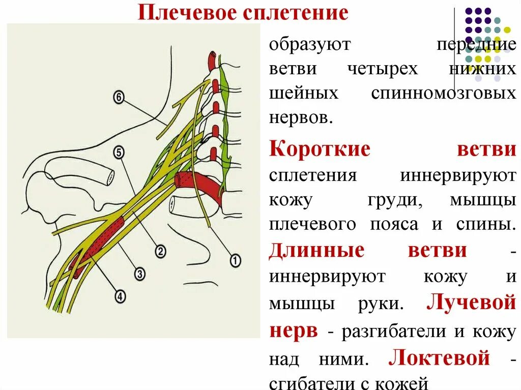 Иннервирует гладкие мышцы. Ветви плечевого сплетения иннервируют. Нервы плечевого сплетения анатомия. Плечевое сплетение спинномозговых нервов. Плечевое сплетение спинномозговых нервов иннервирует.