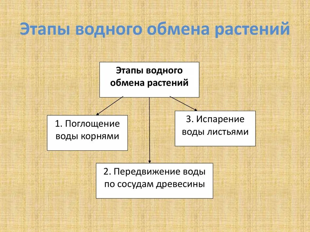 Три этапа обмена. Этапы водного обмена. Этапы водного обмена у растений. Водный обмен растений. Водный обмен растений схема.