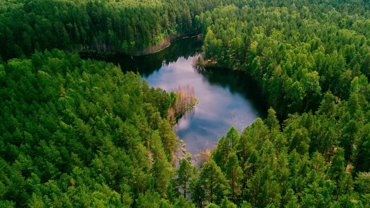 Озераться. Озераться. Медведский бор озеро чваниха. Озеро кезенойам дагестан. Озераться.