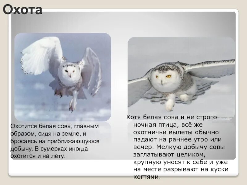 Сообщение про полярную сову. Рассказ о белой сове. белая сова презентация. полярная сова доклад. доклад про белую сову.