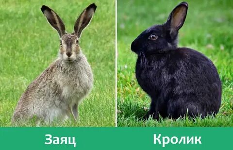 И заяц способен