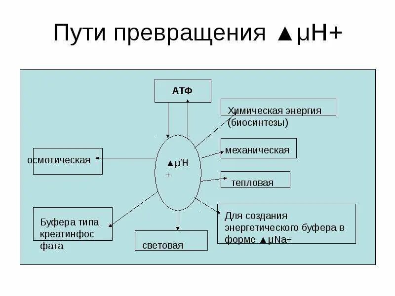 Атф аккумулирует энергию. Химическая энергия это АТФ. Схема использования АТФ В организме. Использование энергии АТФ. Пути использования энергии АТФ.