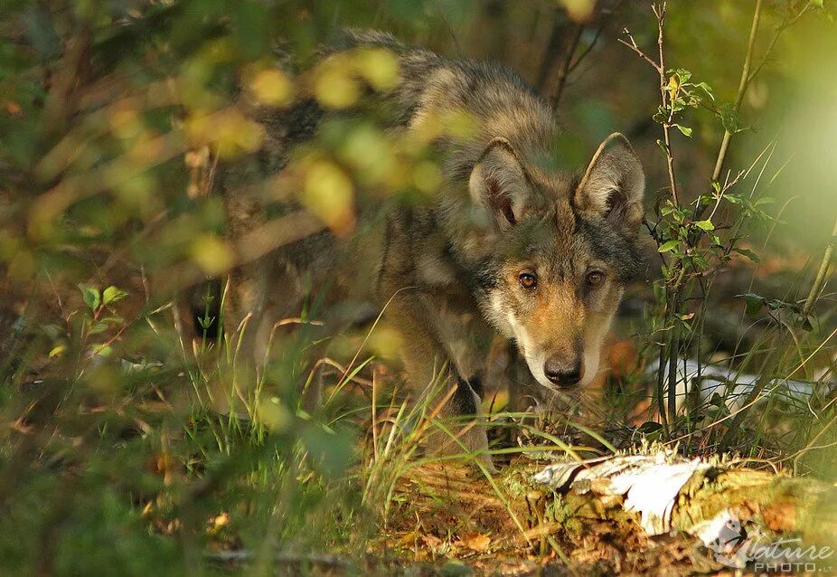 Кавказский заповедник благородный олень. Растительный и животный мир латвии. Куршская коса животные. Литва животные. Животный мир литвы.