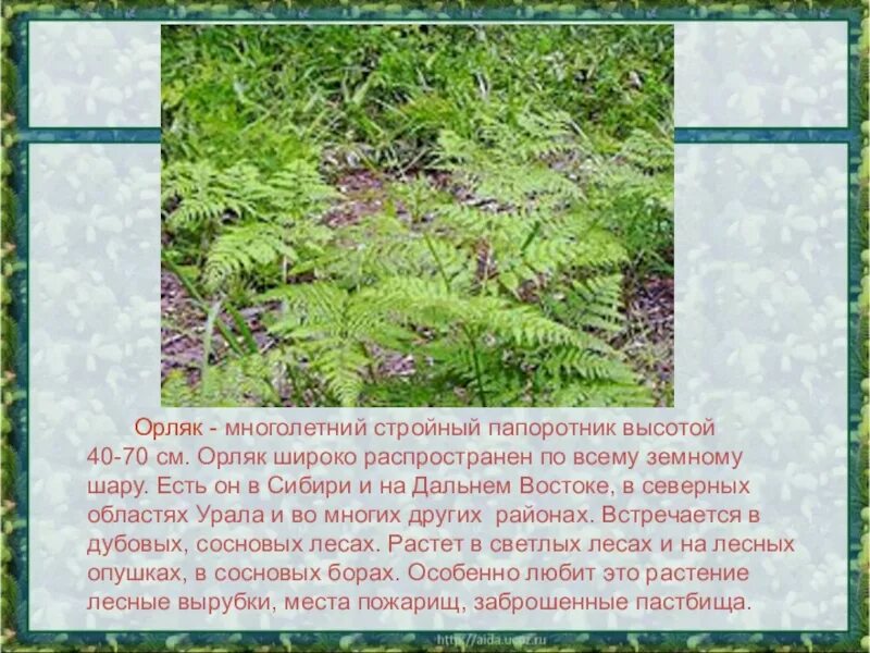 Орляк обыкновенный среда обитания. Папоротник орляк обыкновенный. Орляк папоротник папоротник. Папоротник орляк Дальневосточный. Папоротник орляк описание.