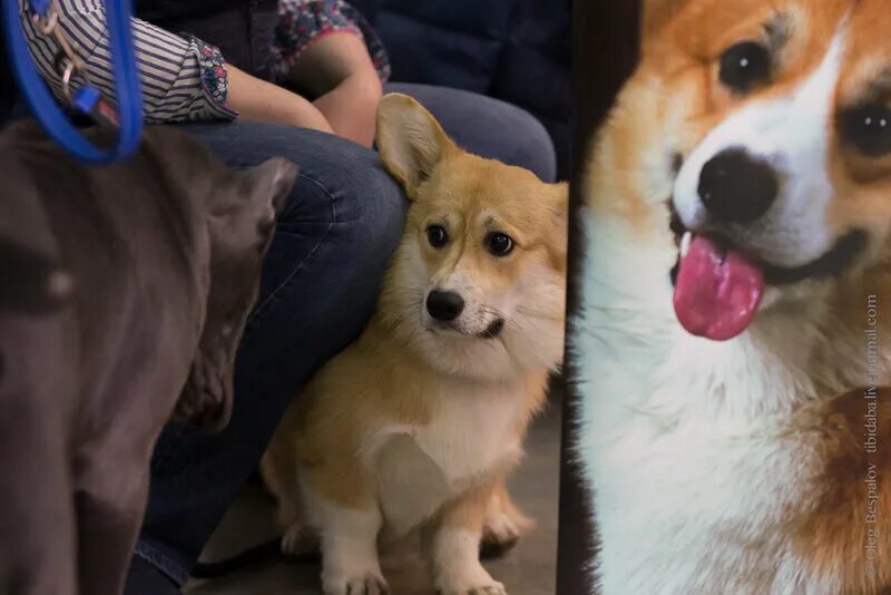 На выставке собак. На выставке собак. Собачья выставка. Pesiq выставки. Pesiq выставки.