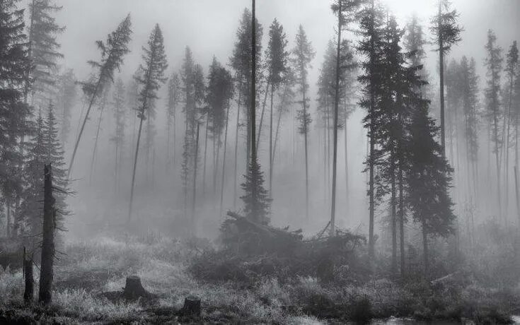 Free Images : landscape, tree, nature, wilderness, branch, black and white, hiki