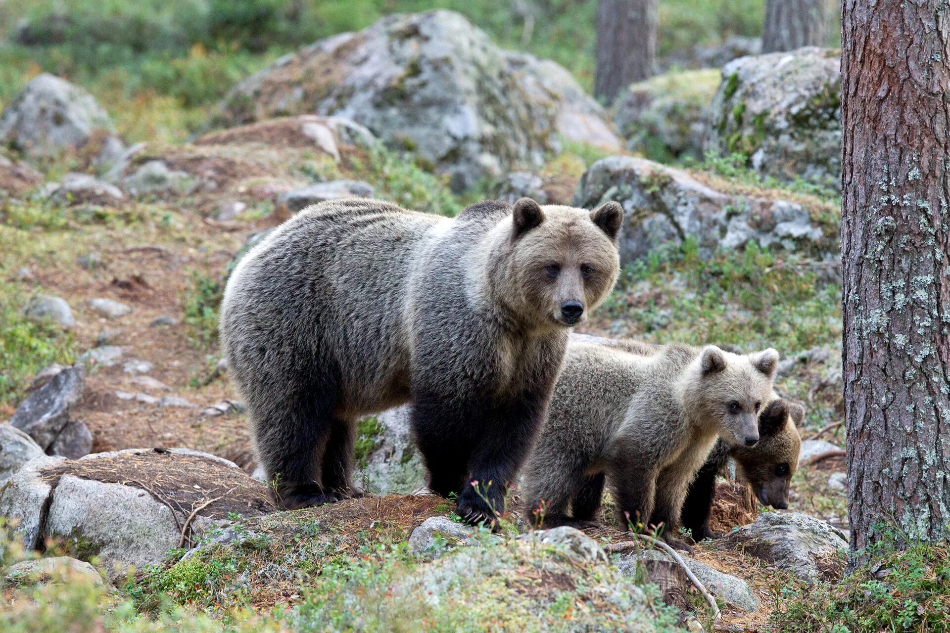 Wild animals essay. Wild animal Shelters. Wild animals in a Wild. Wilderness for background. Wild animals while Camping.