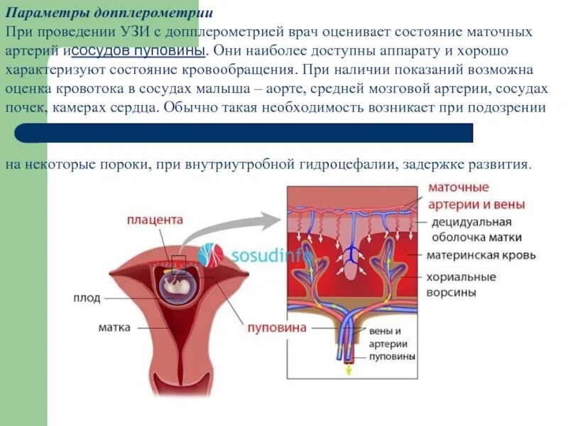 Допплер артерия пуповины. Допплер артерий пуповины нормы. Маточная артерия на УЗИ. Кровоток в артерии пуповины. Маточная гемодинамика