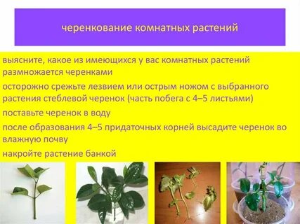 Листовые черенки растения