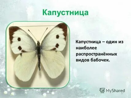 Как пишется капустница