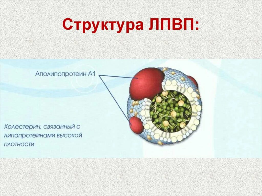 Хороший холестерин это лпвп или