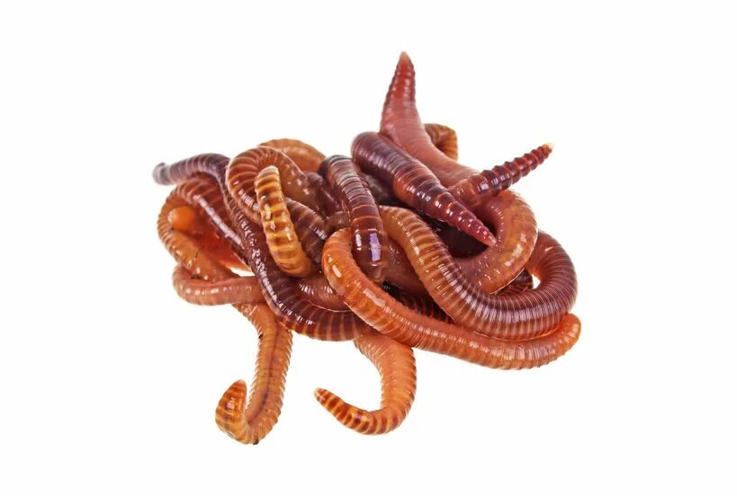 Best worm
