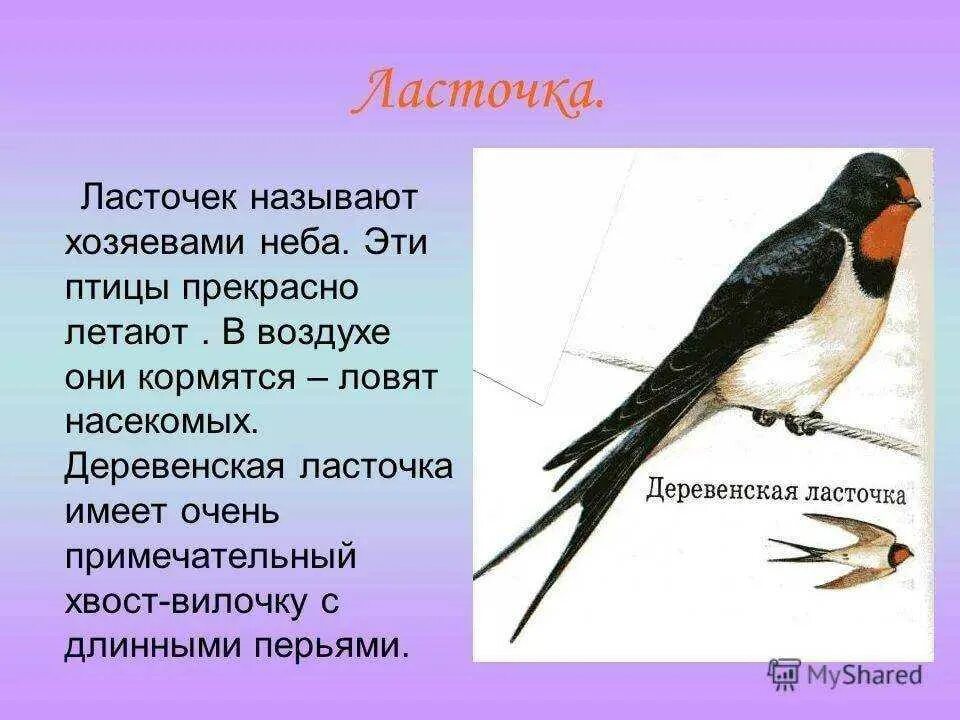 Изящную птицу ласточку называют символом весны. Интересные факты о Ласточках. Описание птиц. Ласточка птица описание. Доклад про птиц.