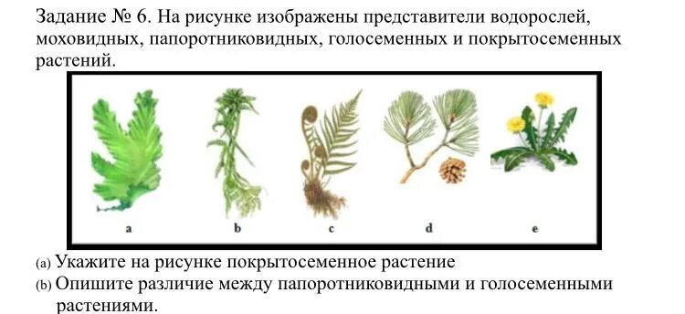 Водоросли хвощи покрытосеменные голосеменные. На рисунке изображены представитель голосеменных папоротников. Ароморфозы моховидных и папоротниковидных. Покрытосеменные Папоротниковидные Голосеменные. Голосеменные водоросли.