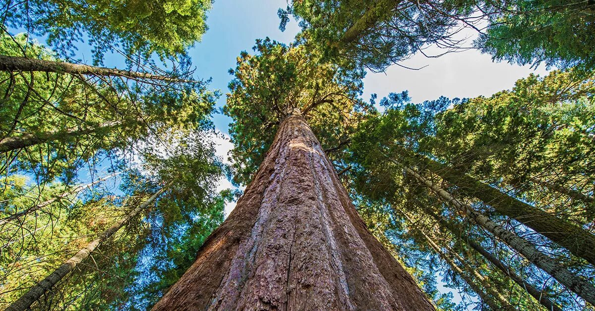 Калифорнийская Секвойя Гиперион. Самое высокое дерево Секвойя Гиперион. Секвойя 115 метров. Секвойядендрон гигантский. Самое высокое дерево на земле природная зона