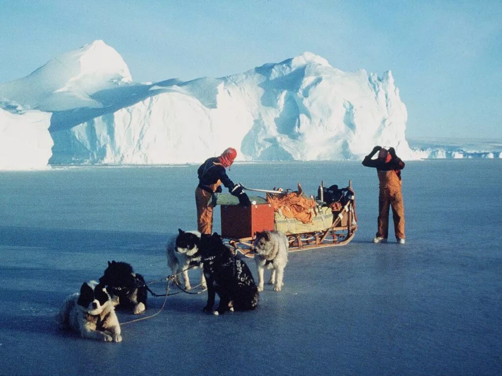 Собаки в антарктиде. Собачья упряжка в антарктиде. Эскимосы инуиты. Экспедиция руаля амундсена к южному полюсу. Гренландская лайка.