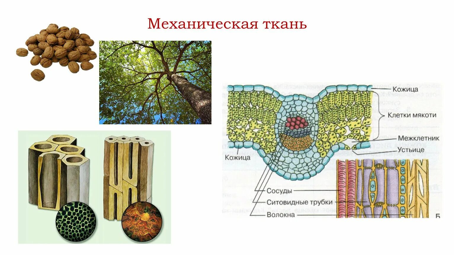 Сильно развиты механические ткани листа