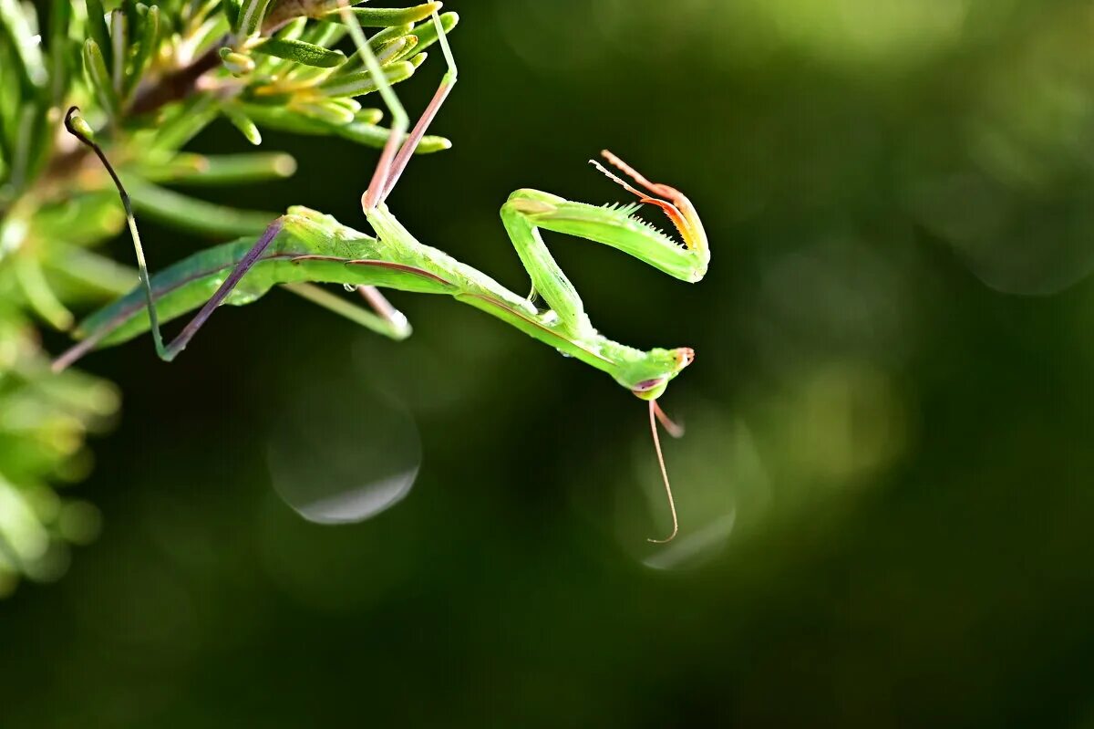 богомол. богомол 2023. фото на аватарку насекомых. богомол 2023. богомол идоломантис диаболика.