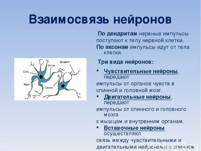 Преобразование раздражения в нервные импульсы. Чувствительные нейроны передают. вставочные нейроны передают нервные импульсы от. вставочный нейрон аксон чувствительного нейрона. выставочные нейроны передают импульсы.