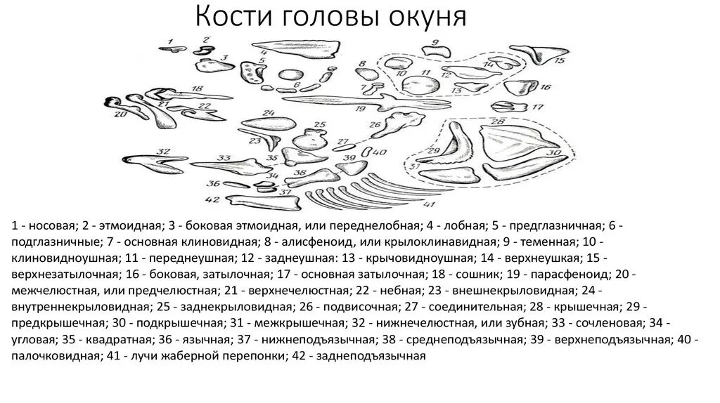 Строение черепа костных рыб. Схема строения черепа костных рыб. Строение черепа окуня. Схема черепа костной рыбы. Череп костной рыбы