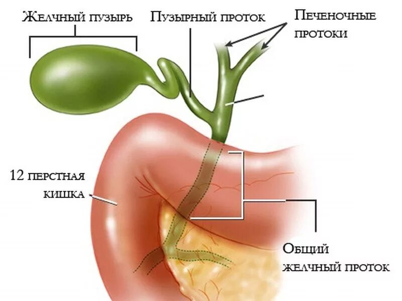 Запах желчи. Холецистит анатомия желчного пузыря. Расположение желчного пузыря в организме человека. Загиб желчного пузыря анатомия. Анатомия печень желчный пузырь протоки.