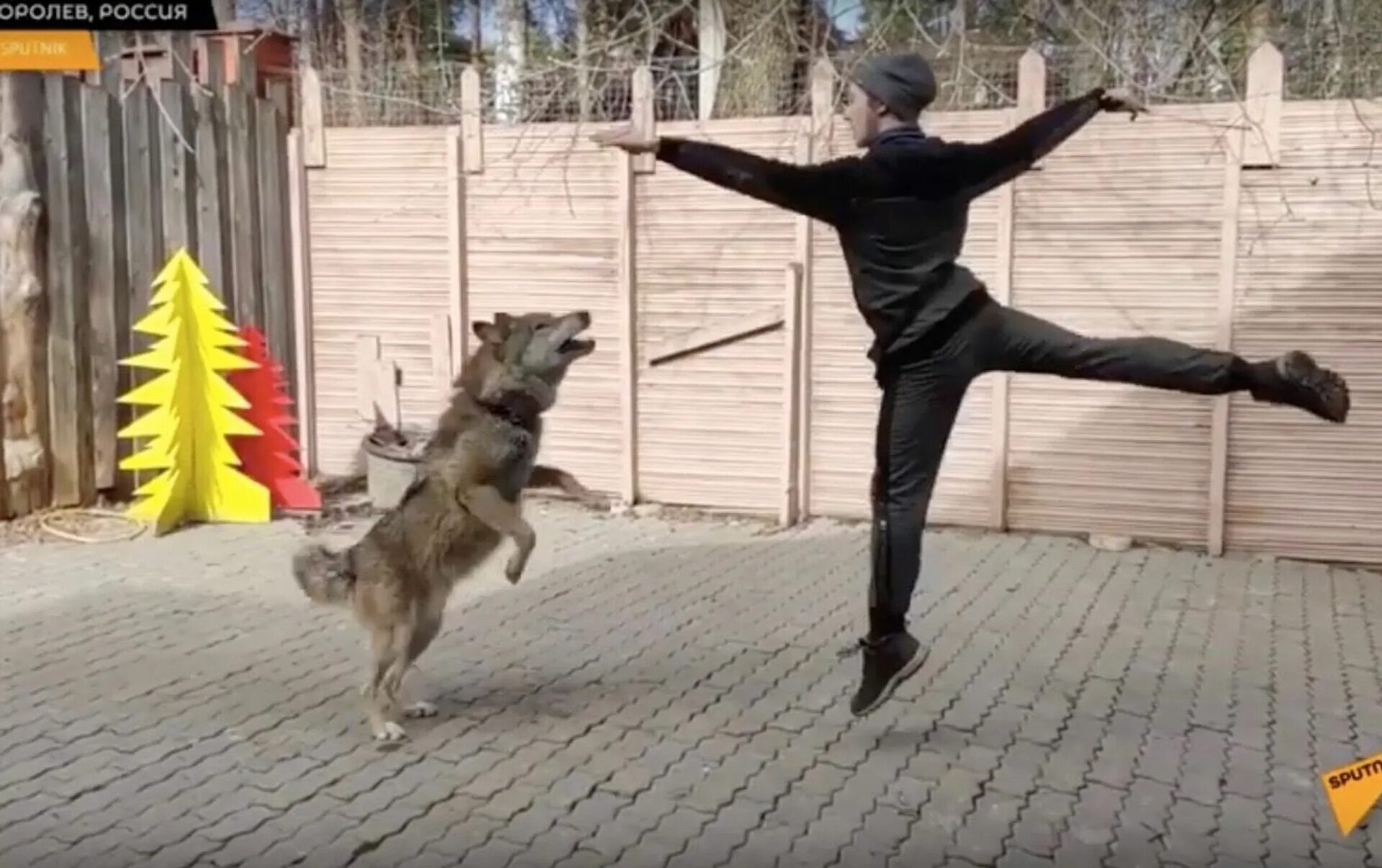 Где волк танцует. Танцующий с волками. Волк танцует. Пляшущий с волками. Волков танцы.