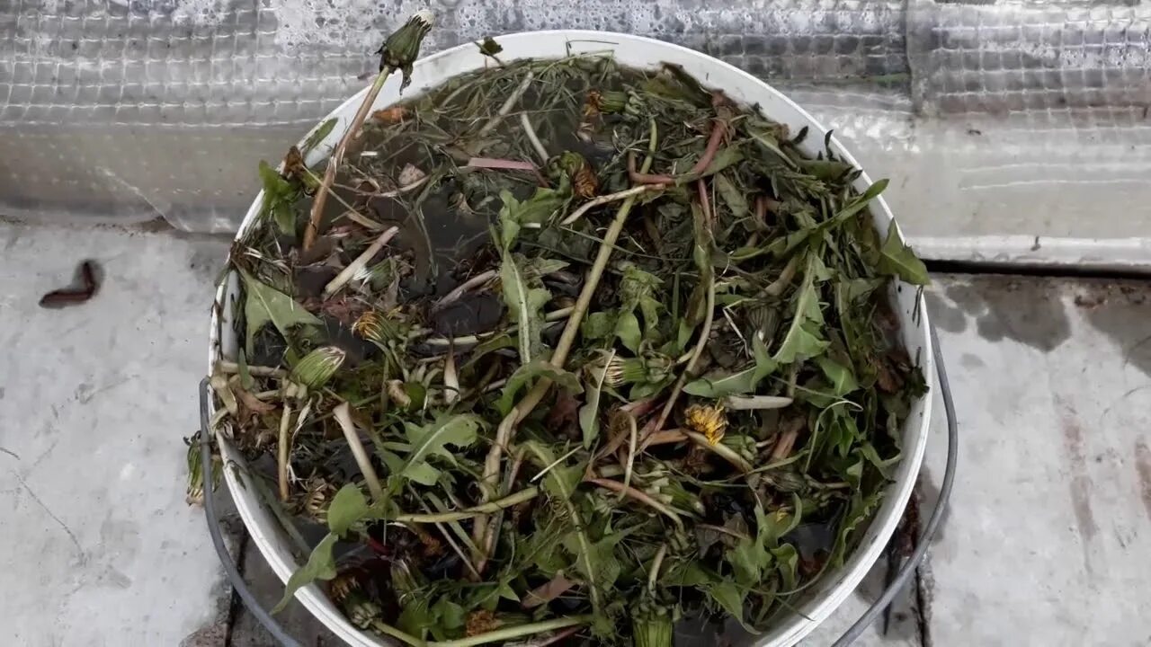 Подкормка из одуванчиков. Настой из одуванчиков. Настои от вредителей. Удобрение из одуванчиков. Жидкое зеленое удобрение из сорняков.