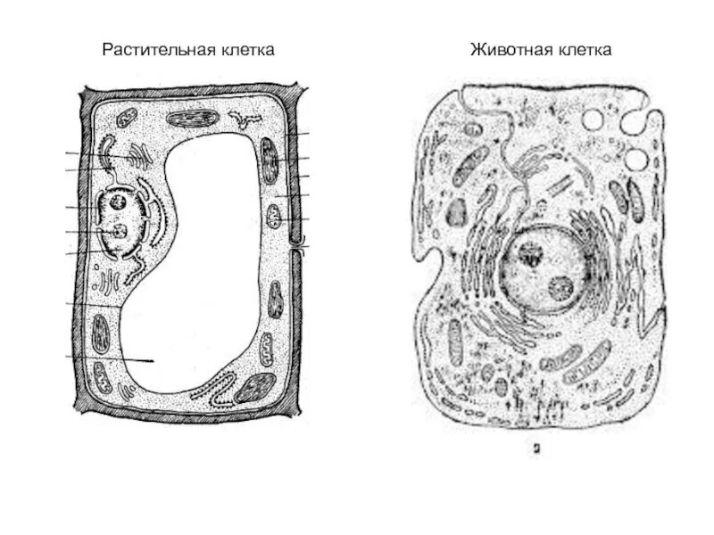 Биология строение животной и растительной клетки. Строение растительной и животной клетки рисунок. Схема строения клетки животного и растения. Строение животной и растительной клетки рисунок с подписями. Строение клеток рисунок 5 класс