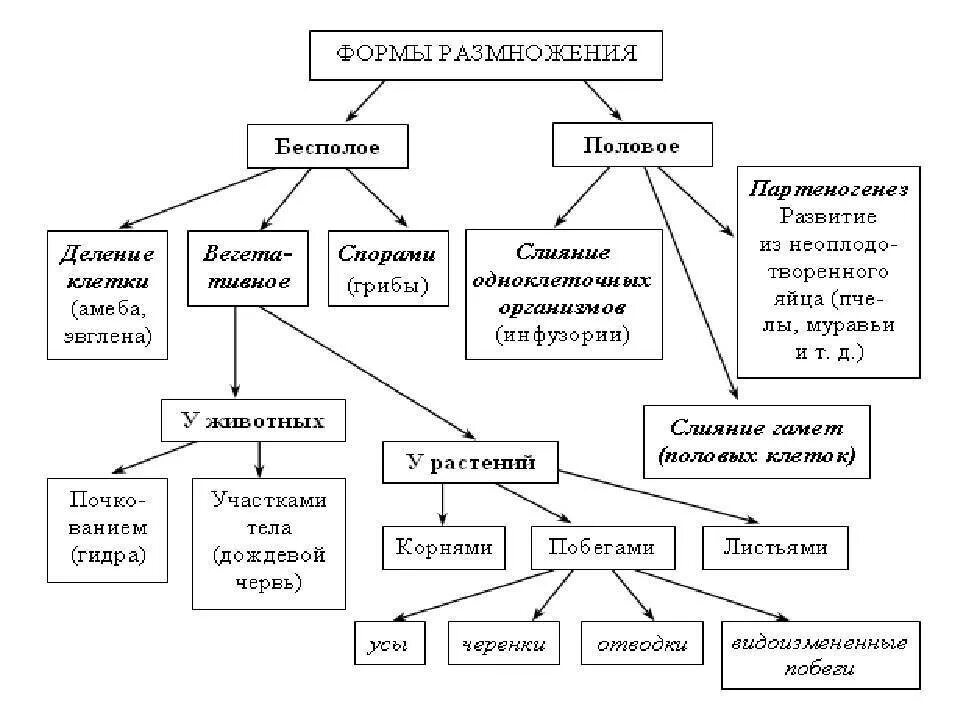 Бесполое размножение свойство. Схема способы бесполого размножения растений. Таблица по биологии размножение организмов бесполое размножение. Половое размножение организмов таблица. Биология 9 класс размножение организмов бесполое размножение.