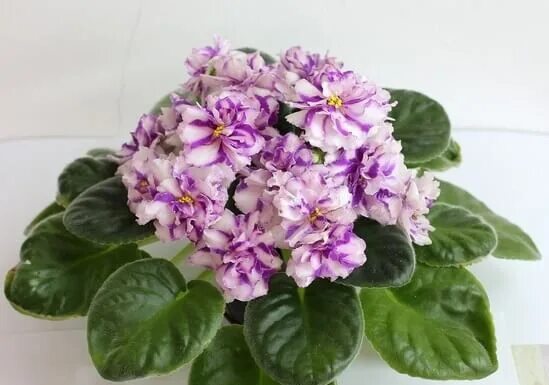 Фиалка нд мечта. Фиалка мечта. Фиалка балчуг мечта. Фиалка мечта. А-мечта химера фиалка.