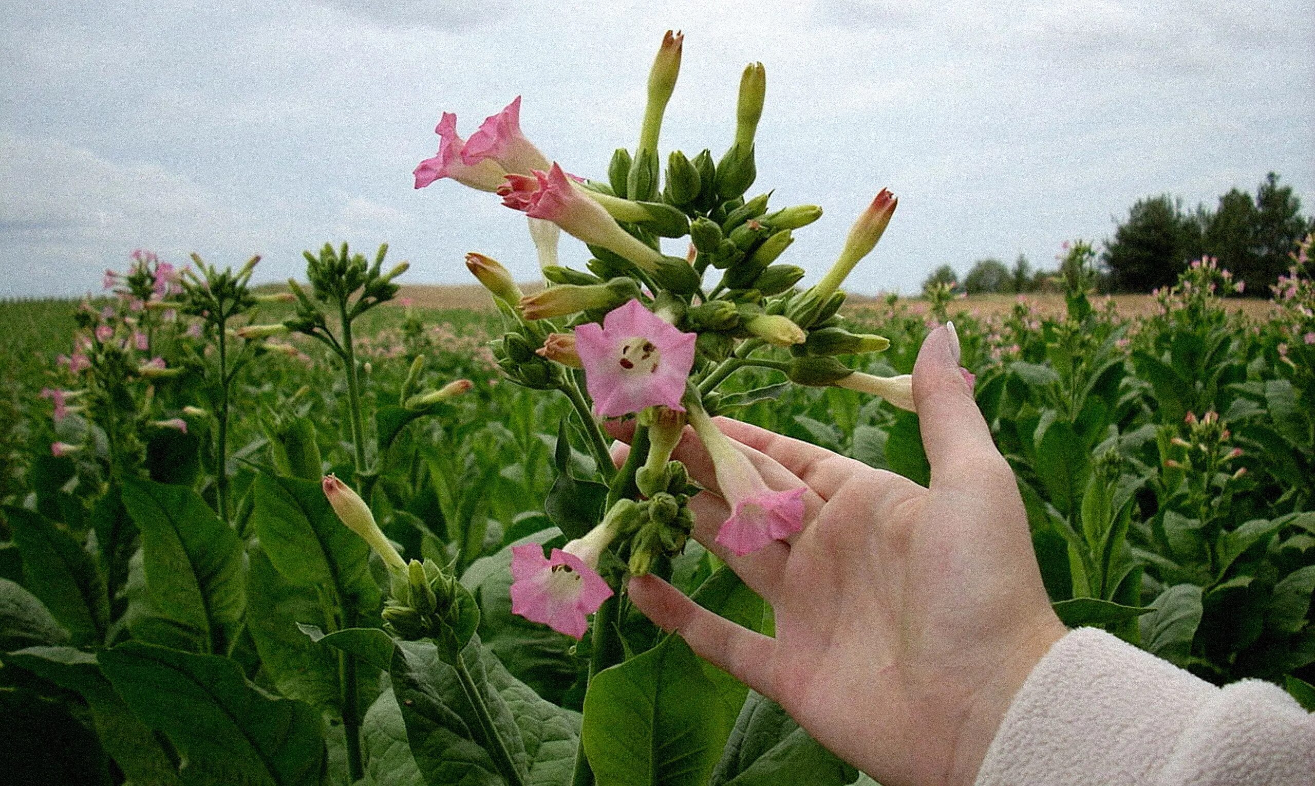 Растение Nicotiana tabacum. Луговой табак. 1. Табак душистый - Nicotiana tabacum. Nicotiana langsdorffii.