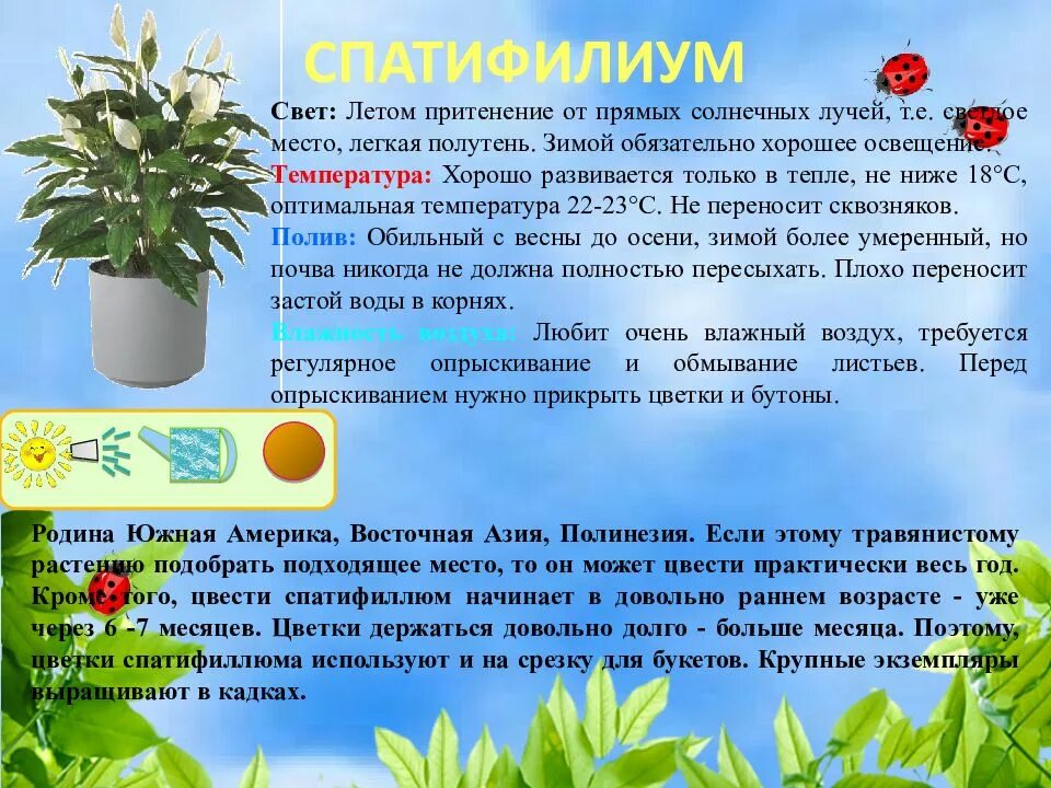 Растения прямые солнечные лучи. Щучий хвост цветок. Комнатные растения любящие прямые солнечные лучи. Влияние солнечной радиации на землю. Антуриум хлорофитум.