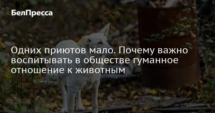 Почему важно воспитывать любовь к животным. Год гуманного отношения к животным 2023 фото эмблема. Приют Майский день в Иваново фото кошек.