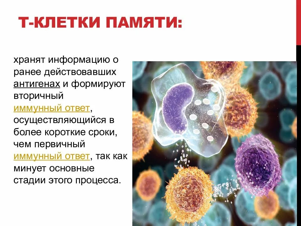 Клеточное хранение информации