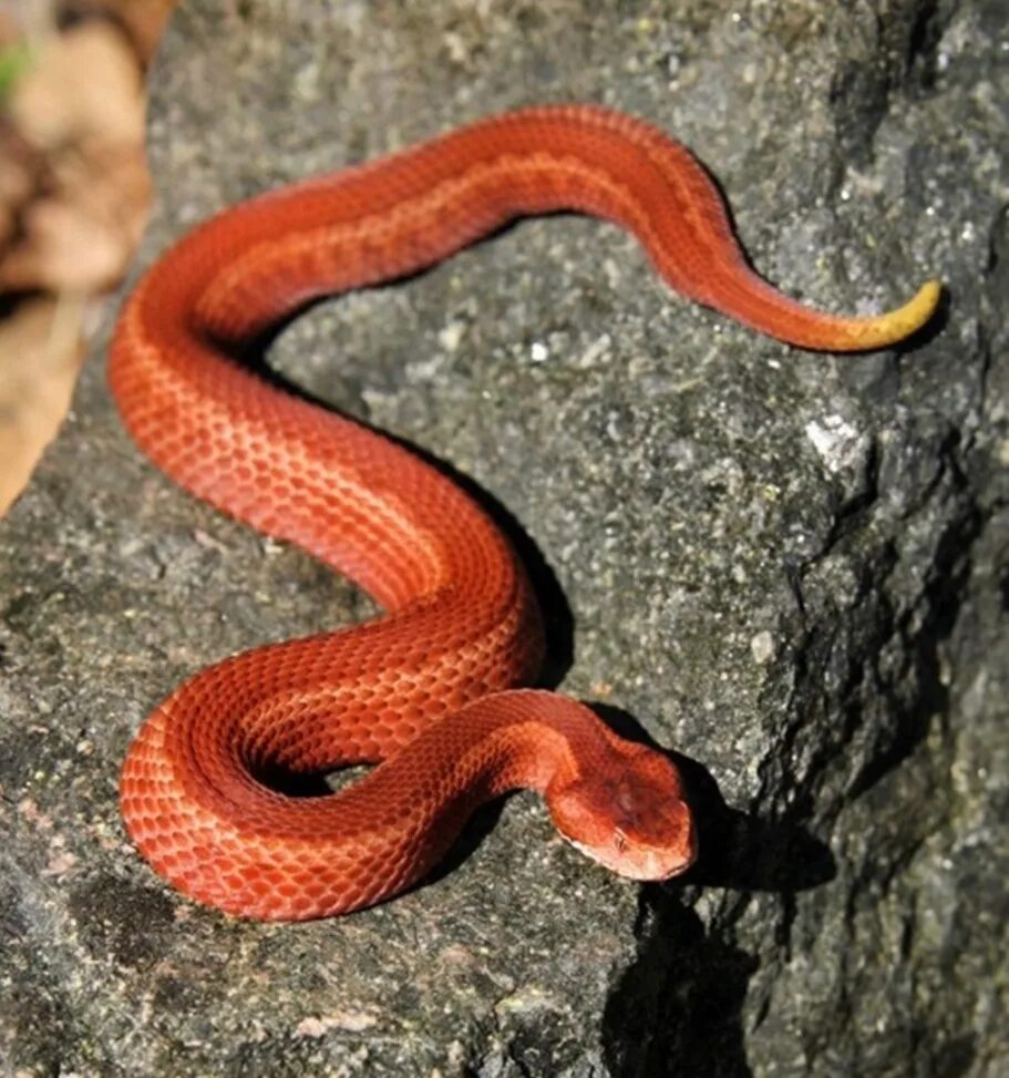 Аспид кобра. Уж рыжий. Змея маисовый полоз оранжевый. Змея огневка сибирская. Гадюка огневка сибирская.