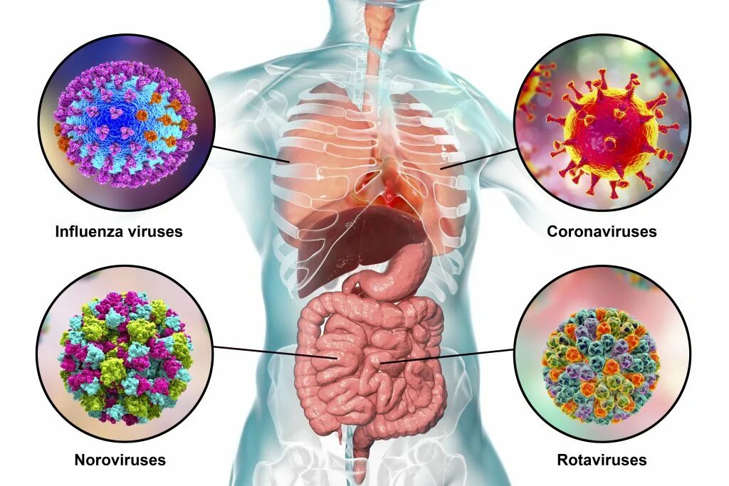 Вирусы инфекции. Вирусы в организме человека. Коронавирус поражает органы. Вирус внутри человека.