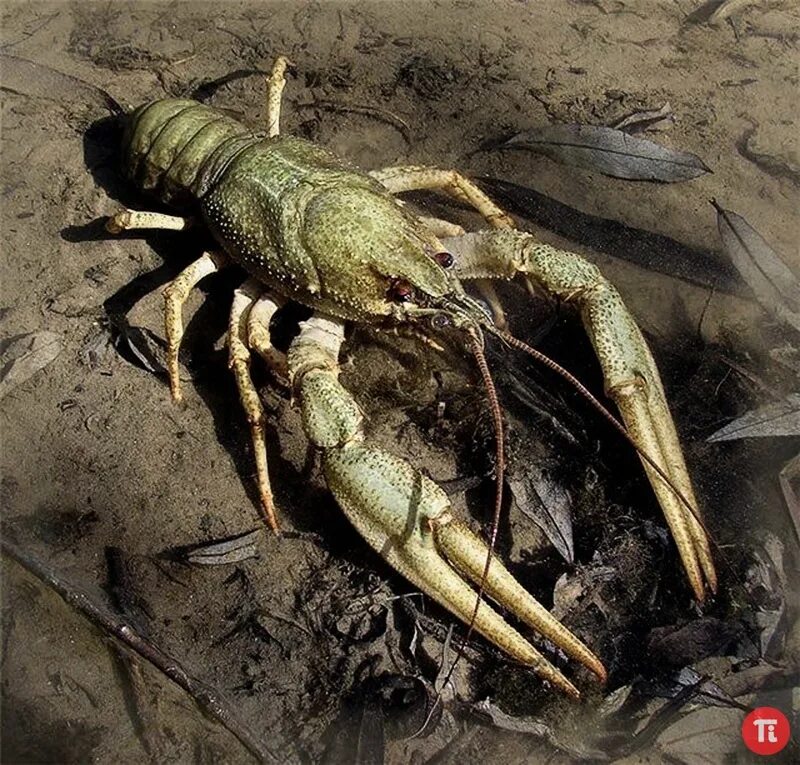 Рачки в волге. Пресноводные ракообразные. Речные рачки. Как выглядит живой рак. Прозрачный речной рачок.