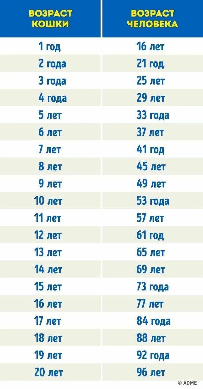 Как посчитать возраст кошки. Собаки 10 лет по человеческим меркам сколько лет таблица. сколько лет собаке по человеческим меркам таблица. возраст у собак по человеческим меркам таблица годам. возраст собаки по отношению к человеку таблица.