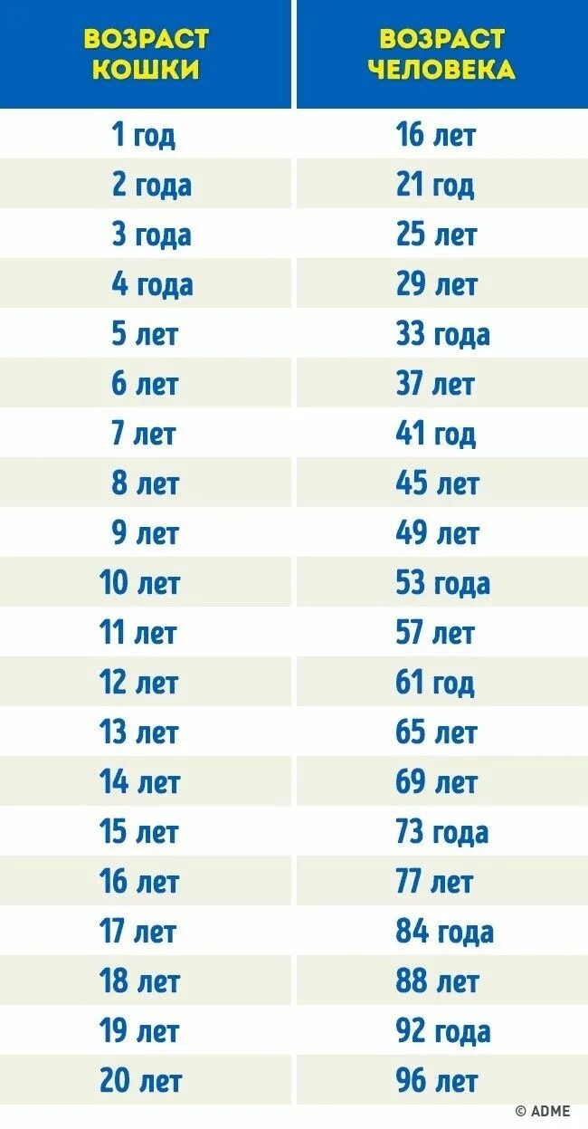 Собака по возрасту. Собаки 10 лет по человеческим меркам сколько лет таблица. Сколько лет собаке по человеческим меркам таблица. Возраст у собак по человеческим меркам таблица годам. Возраст собаки и человека соотношение таблица.