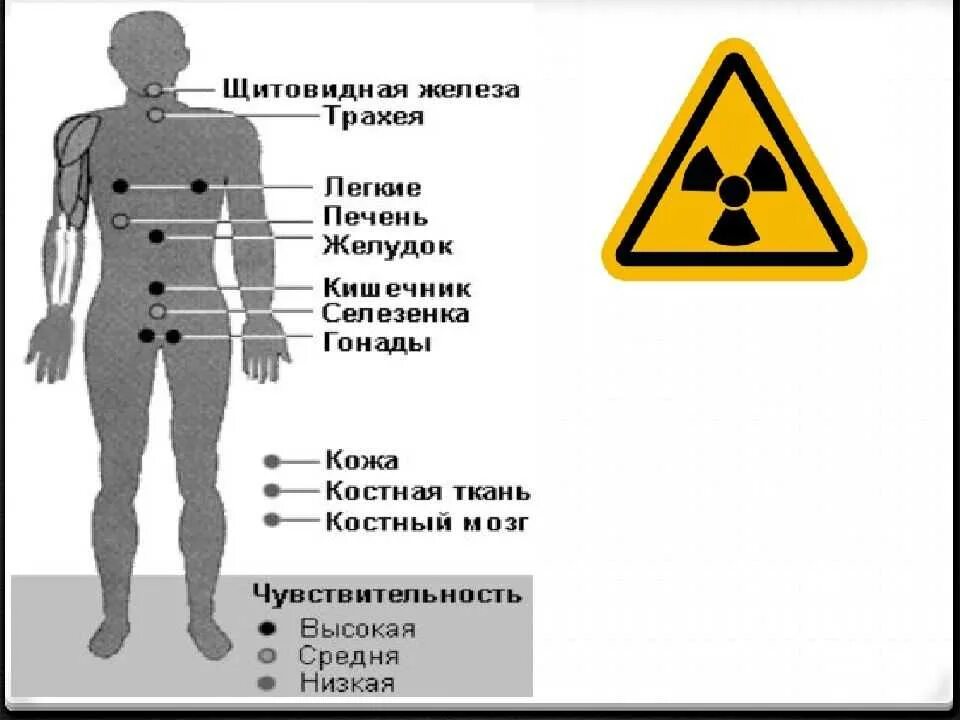 Действие радиоактивного излучения на человека. Влияние радиационного облучения на организм человека. Радиационное излучение влияние на человека. Влияние человека на радиации влияние радиации на организм человека. Влияние радиации на органы человека.