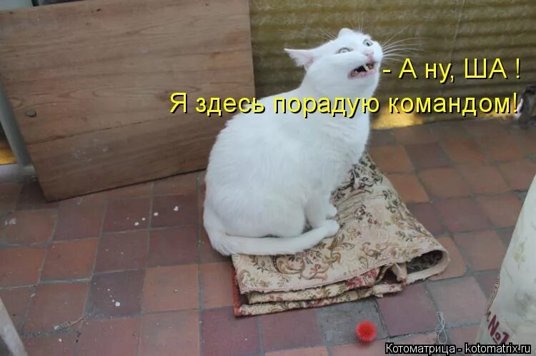 Щас спою. Заткнись скотина. Волк из жил был пёс. Волк из мультика волк и пес. Волк из мультика жил был пёс шо опять.