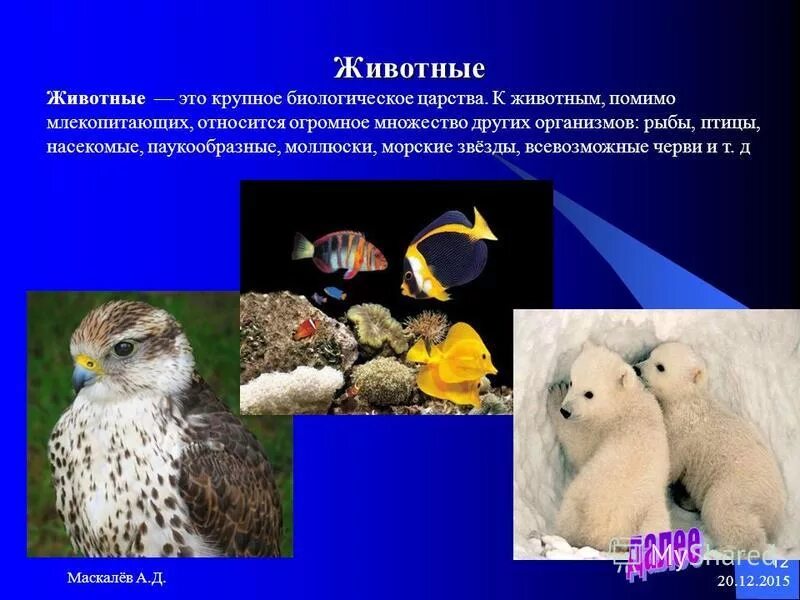 Млекопитающие относят к типу. Млекопитающие относят к типу. Сумчатые классификация схема. Отряд китообразные (cetacea). Млекопитающие отряд китообразные представители.