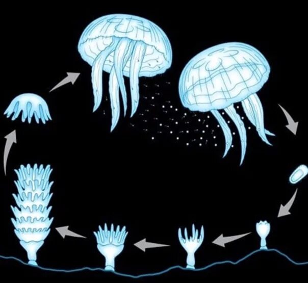 Стадия жизненного цикла медузы. Личинка сцифоидных медуз. Размножение сцифоидных медуз. Цикл размножения сцифоидных медуз.