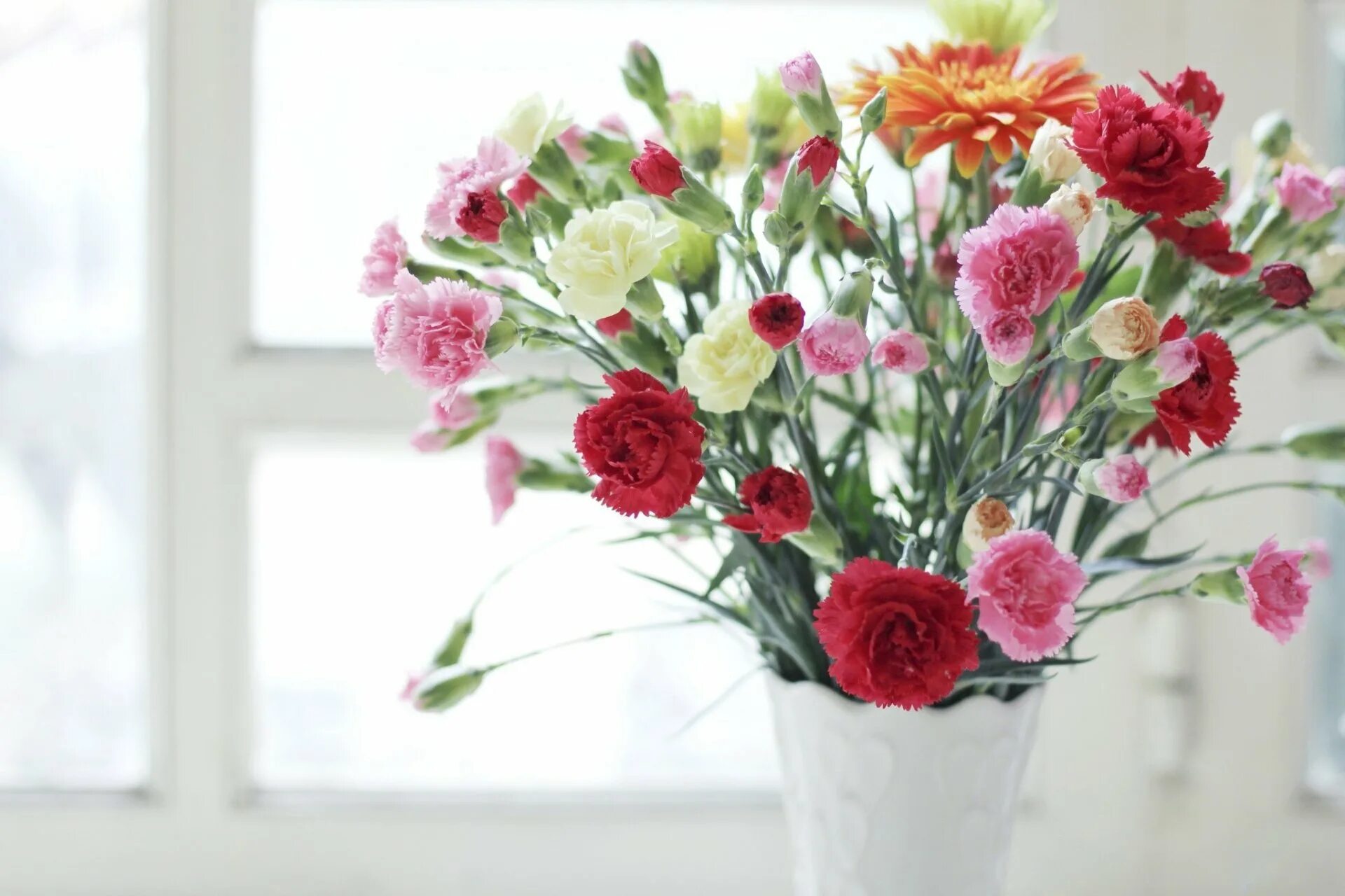 Нежные гвоздики. Rose Bouquet гвоздика. Диантус цветы. Гвоздика Шабо букет. Цветы в вазе.