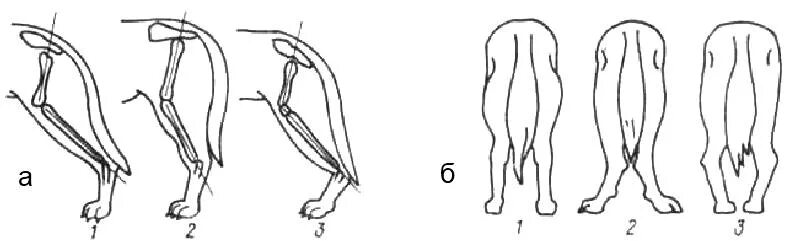 Лечение задних лап у собак. Парез задних конечностей у собаки. Дисплазия скакательных суставов у собак. Постав передних конечностей у немецкой овчарки. Сближенные скакательные суставы у немецкой овчарки.