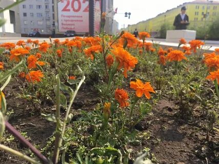Цветы норильск