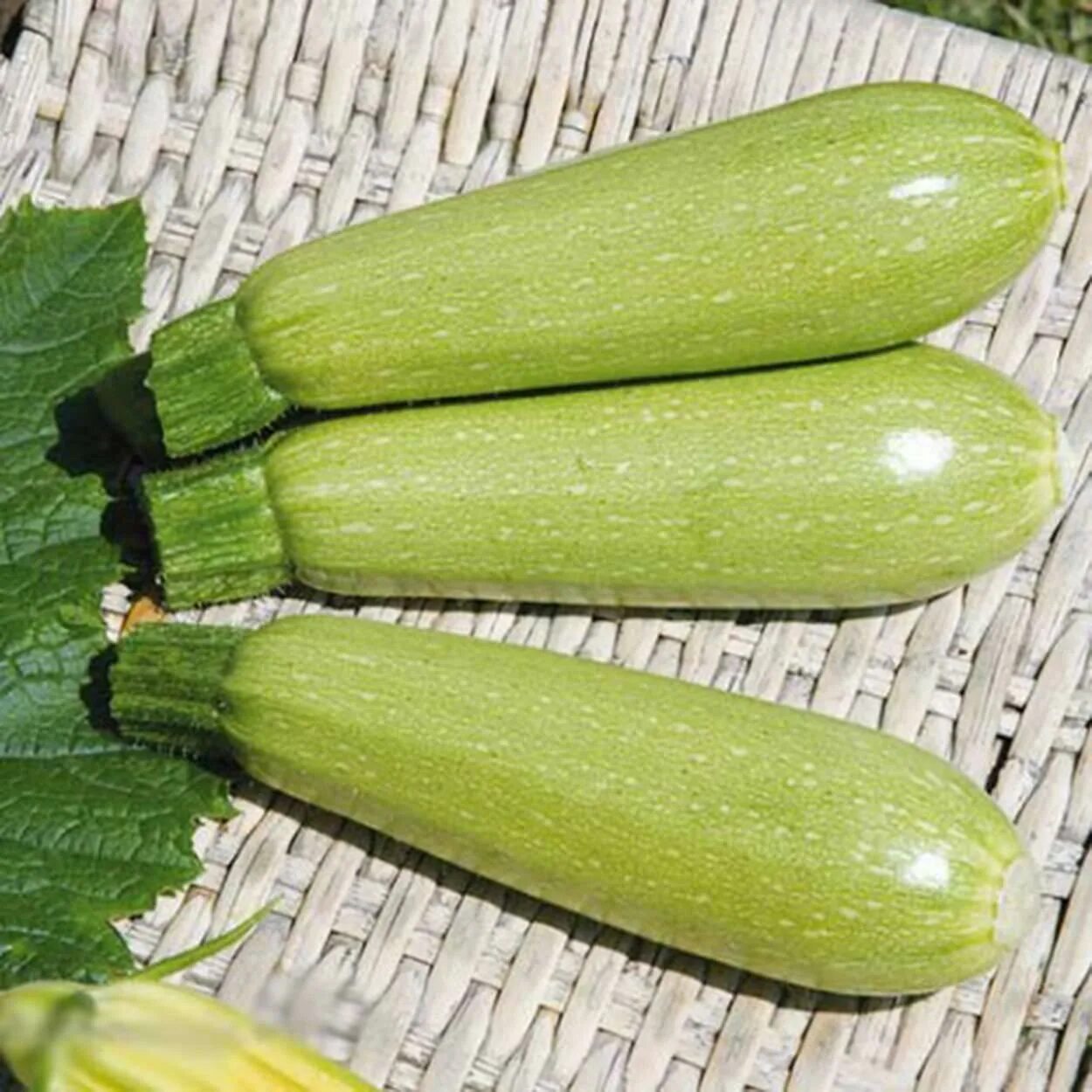 Молодые кабачки. Кабачок 5 букв. Кабачок 5 букв. Кабачок 5 букв. Кабачок 5 букв.