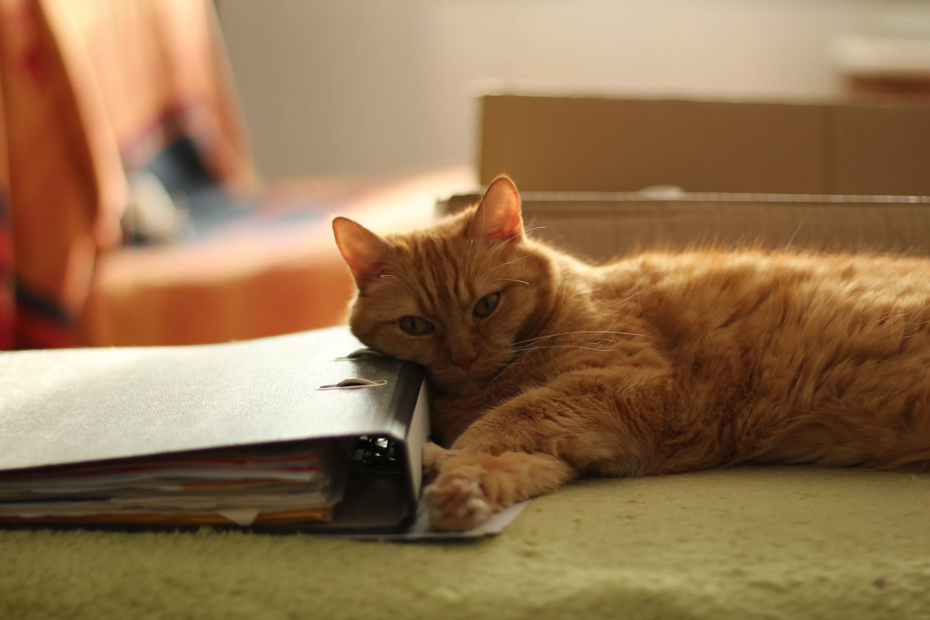 Кот дремот песня. Котик лежащий на книжках. кот лежит на книгах. рыжий кот на диване. рыжий котик на диване.