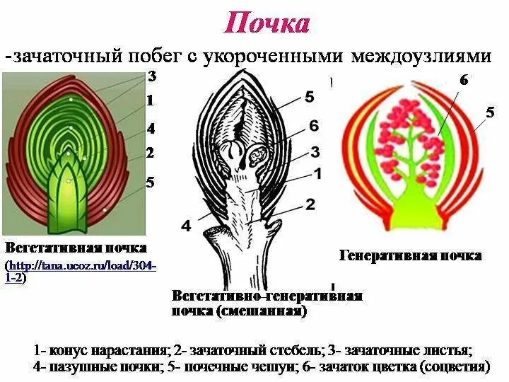 Функции генеративных почек. Строение вегетативной и генеративной почки. смешанные почки строение. строение вегетативной почки растения. строение почек растений вегетативная и генеративная.